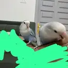 روز أليف