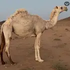 بكره العمر جذعه البكرة سليمة شرط اللقاح ست شهور على البعير