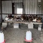 دجاج بياض ست شهور إلى ثمانية شهور