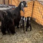 للبيع العنز الكفو