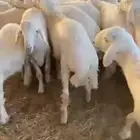 للبيع بهم حري العدد40خروف صافي العمر 5الى6شهور الموقع عفيف