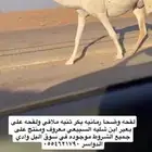 لقحه وضحا بكر ثنيه على بعير ابن شليه منتج