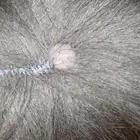 قطط