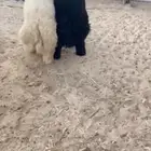 خرفان جزله و كفو