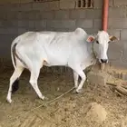 بقره بكر كفو