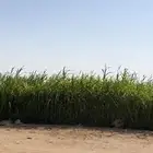 ذره جيزانيه للبيع قشاش