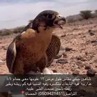 شاهين جبلي