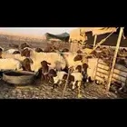 غنم نعيم مطافيل مراح واحد .