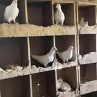 حمام فرنسي 2
