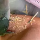 طيور روز غر