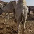 مفاريد طايشه 10شهور