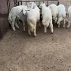 طليان للبيع