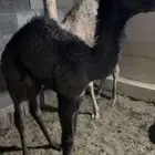 حشو تربية