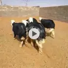 خرفان نجد جذعان