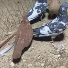 حمام بكستاني قلابي نوريات. شامي زينه