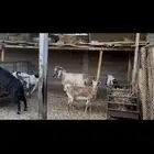 معزا عوارض بالفحل.. تم البيع