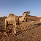 جمل اشعل