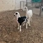 شاة والد