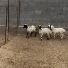 رخال رفيديه