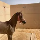 مهر شعبي