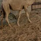 حاشي لباني فل شحم