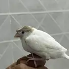 فروخ كناري سوري