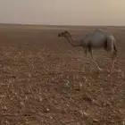 رحول