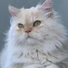 مطلوب انثى للتزاوج تكون عندنا اسبوع