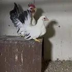 زوج دجاج جبانيز بشاير