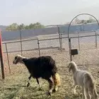 نجديه