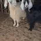 للبيع معزا كفوو