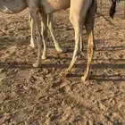 قعود طايش شحم