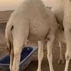 قعود فاخر العمر 10 اشهر