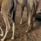 قعود قصب طيب