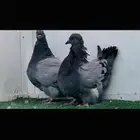 طبه فرش بلوبار top
