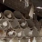حمام فرنسي