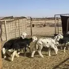 بهم نجد طليان نجد للبيع