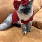 اوتيل قطط جدة و طيور