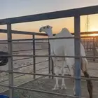 درف ابل. شبك نياق