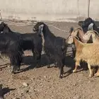 معزى عوارض بعيالها ودفيع