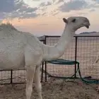 بكره رمانيه