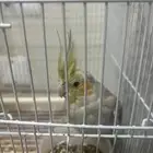 طير كروان للبيع