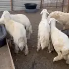 يوجد طليان حريه للبيع