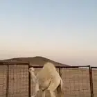 قعود قصابه