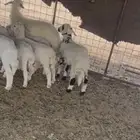 للبيع بهم حري