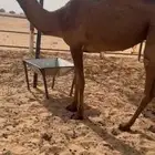 بكره صفرا كفوو