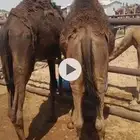 قعدان