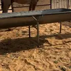 للبيع قعود اصفر كفوو