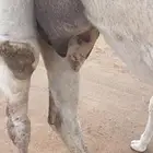 القراره الدوادمي