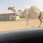 لقحه وضحى كفو